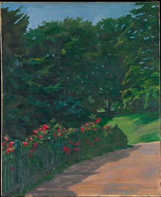 A rose hedge