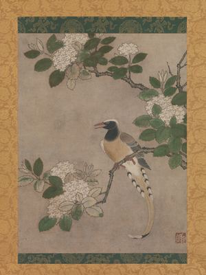 A magpie on a viburnum branch