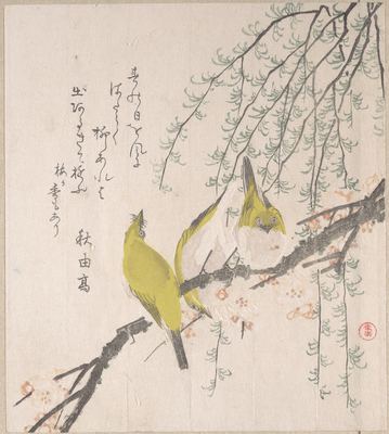 White-eyes and plum