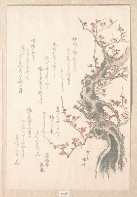 A plum tree in bloom