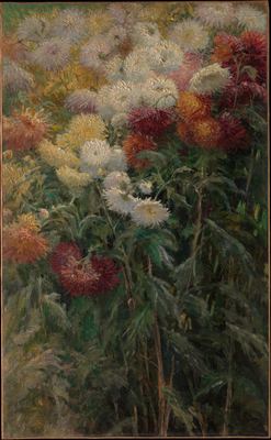 Chrysanthemums in the garden