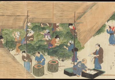 Making Uji tea